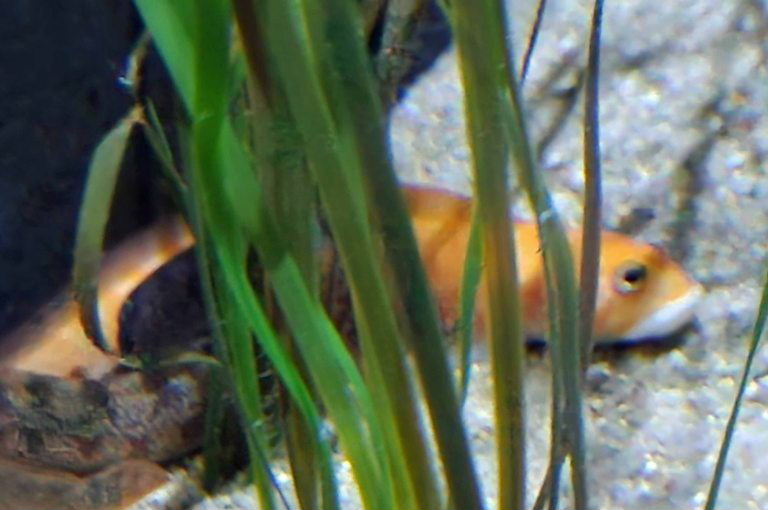 Orange Eelpout