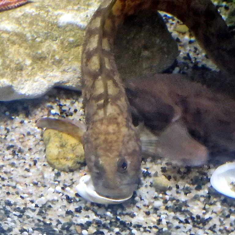 Eelpout