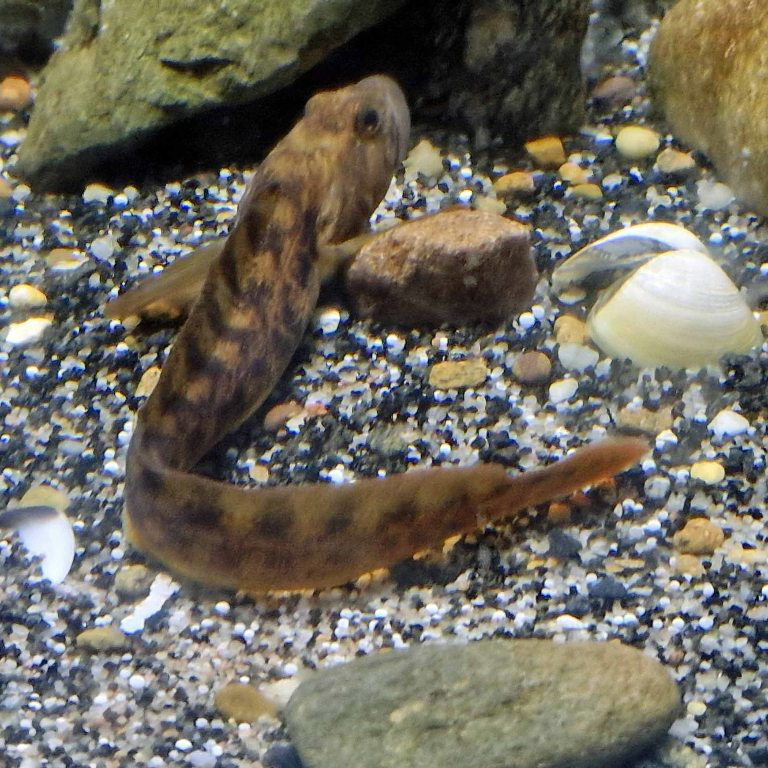 Eelpout