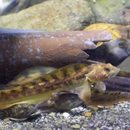 Eelpout
