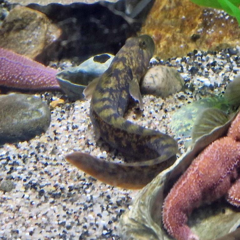 Eelpout