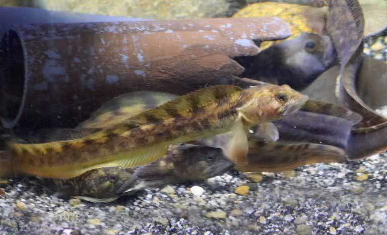 Eelpout