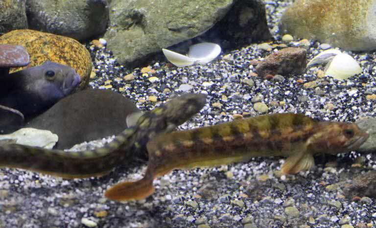 Eelpout