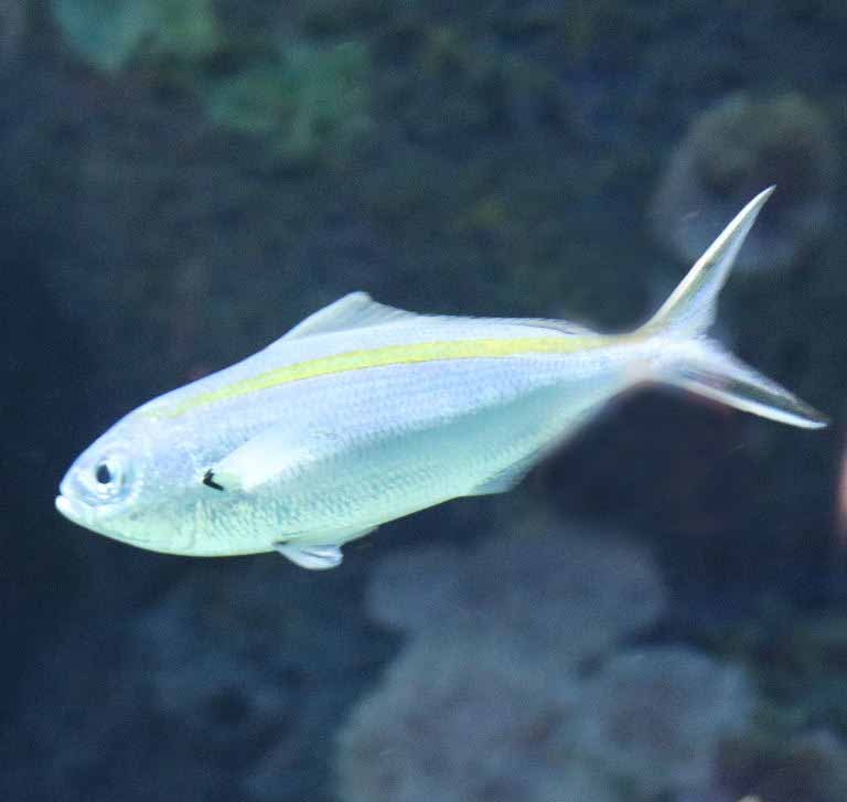 Scissor-tailed Fusilier