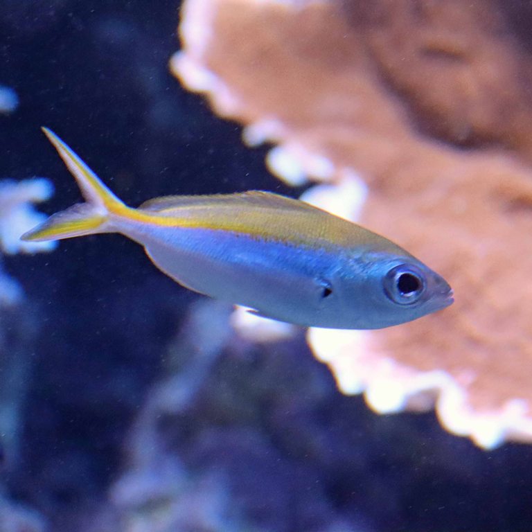 Yellowback Fusilier