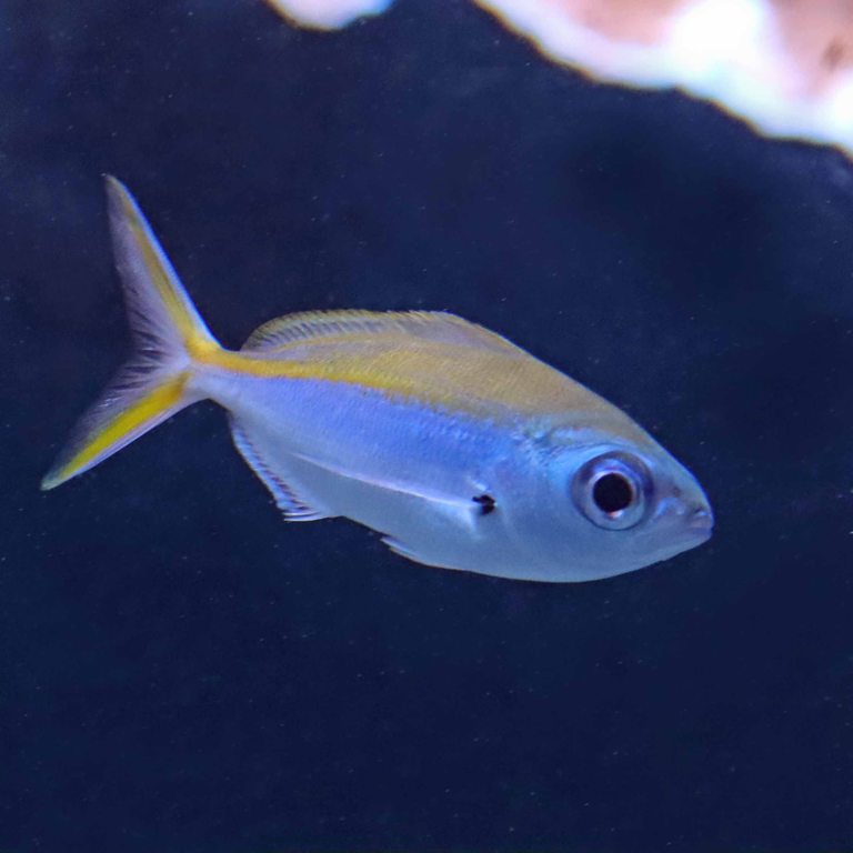 Yellowback Fusilier