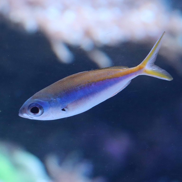 Yellowback Fusilier