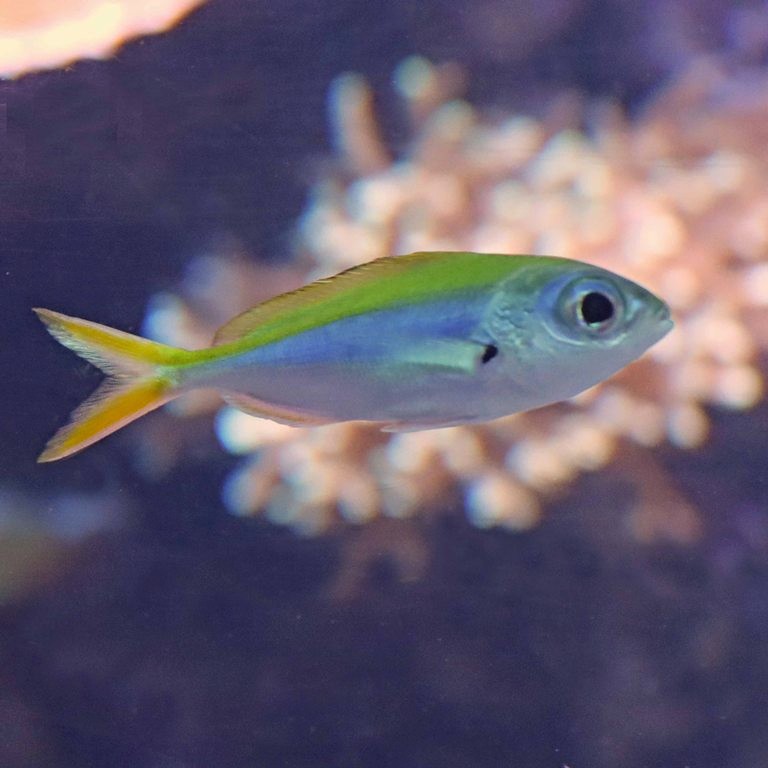 Yellowback Fusilier