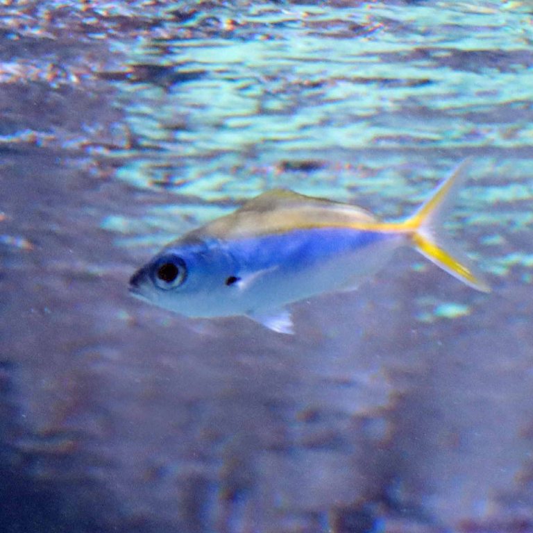 Yellowback Fusilier