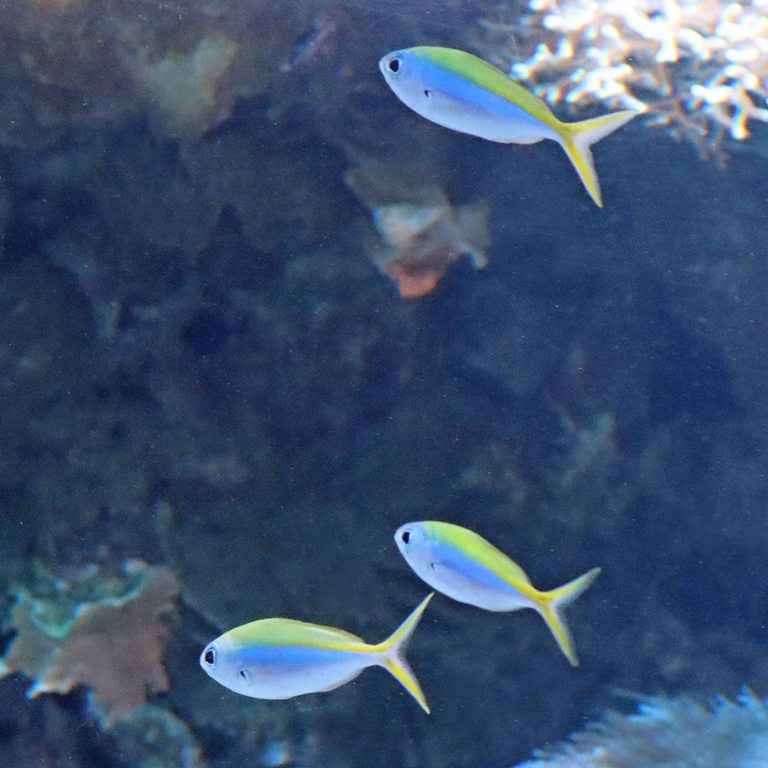 Yellowback Fusilier