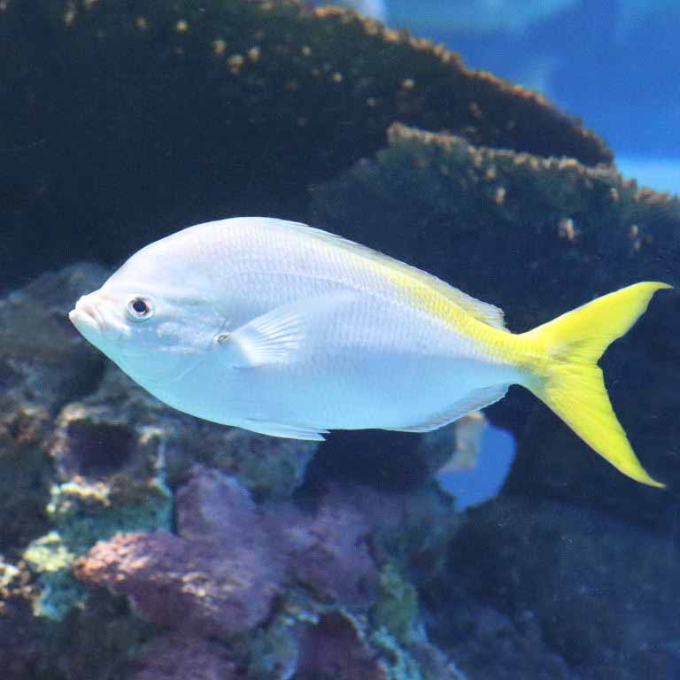 Yellow and Blueback Fusilier