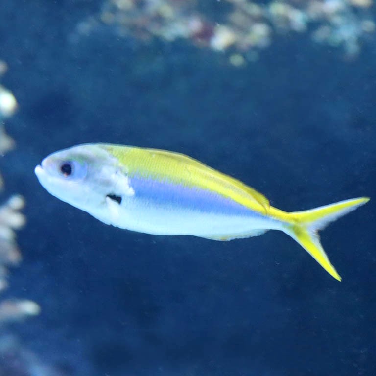 Yellow and Blueback Fusilier