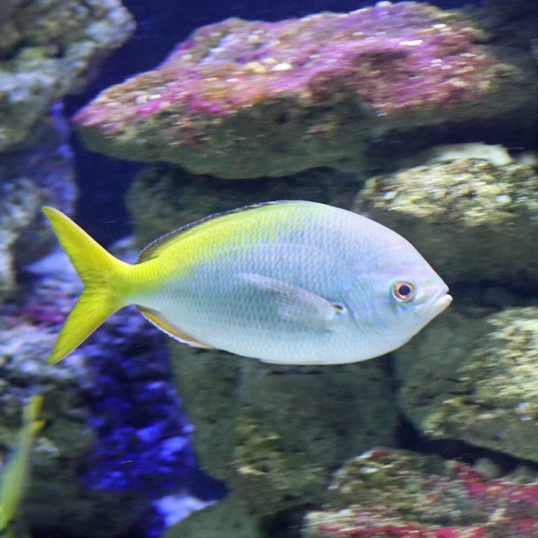 Yellow-tailed Fusilier