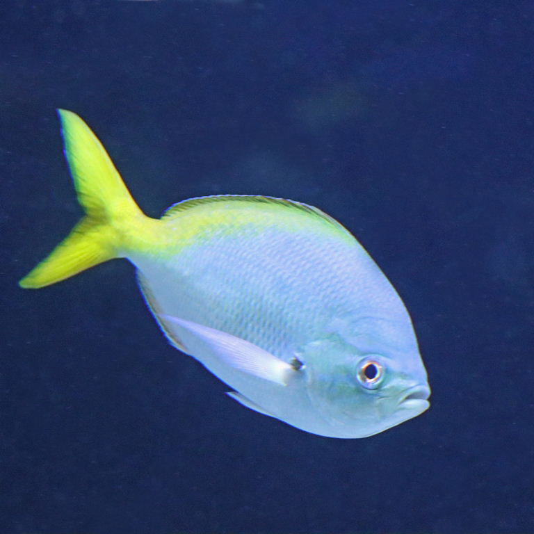 Yellow-tailed Fusilier