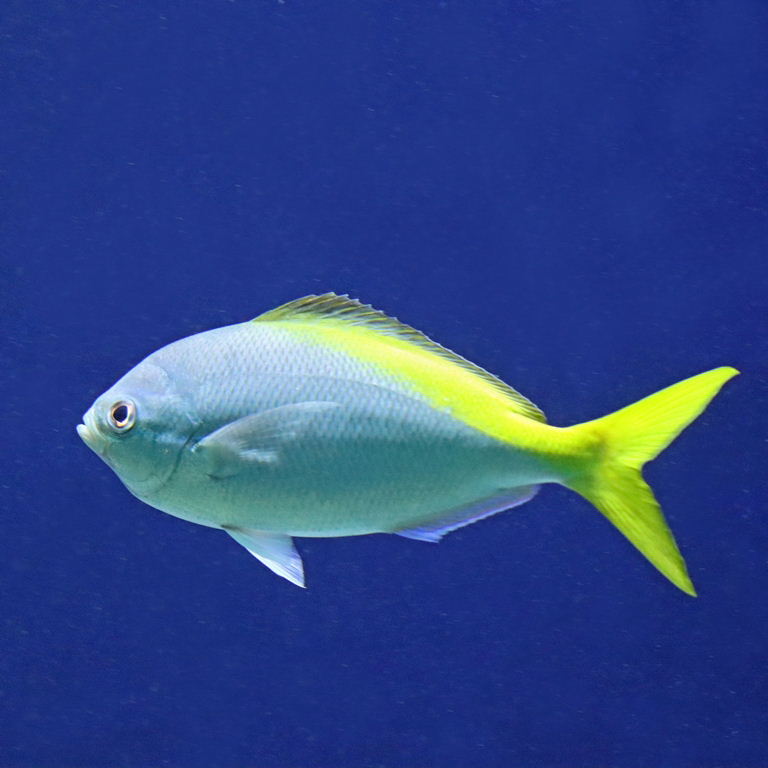 Yellow-tailed Fusilier