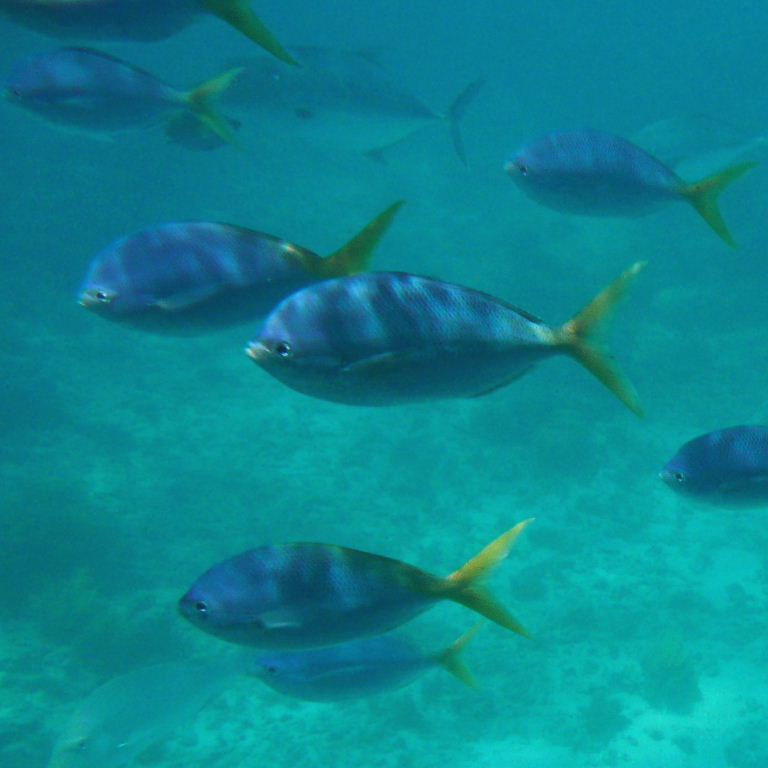 Yellow and Blueback Fusiliers