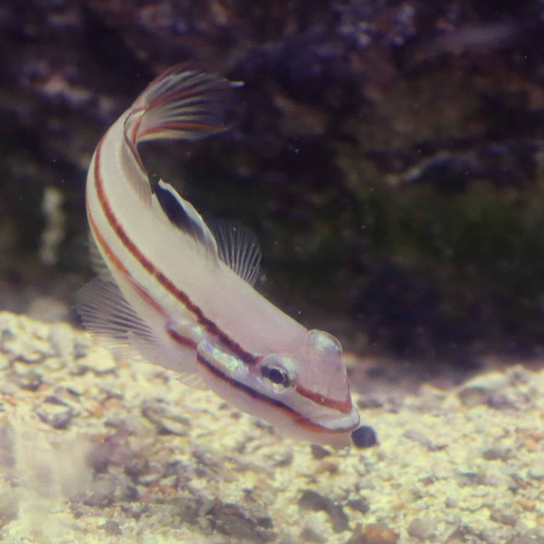 Two-striped Goby