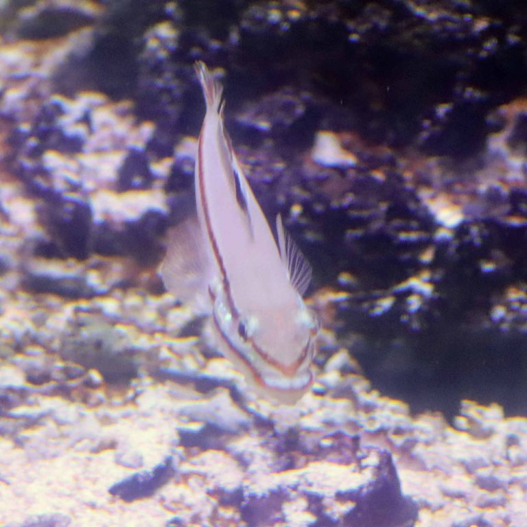 Two-striped Goby