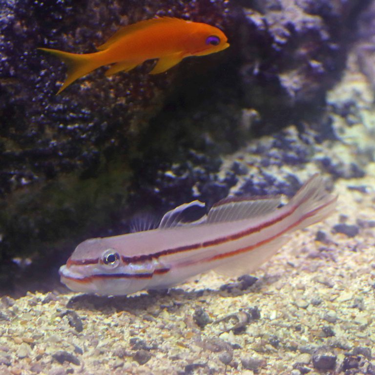 Two-striped Goby