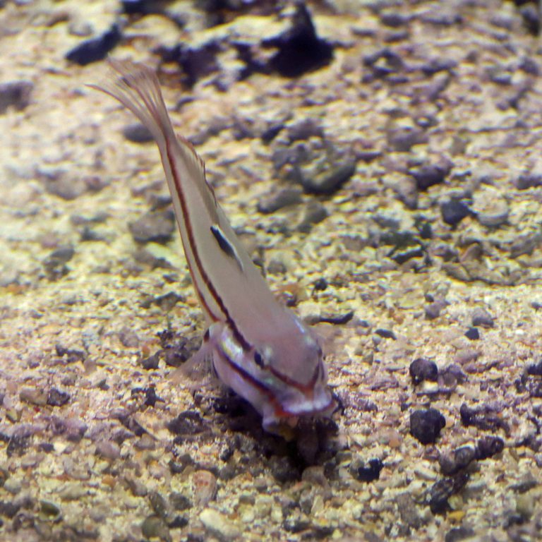 Two-striped Goby