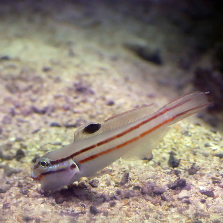 Two-striped Goby