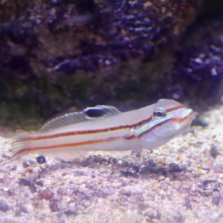 Two-striped Goby