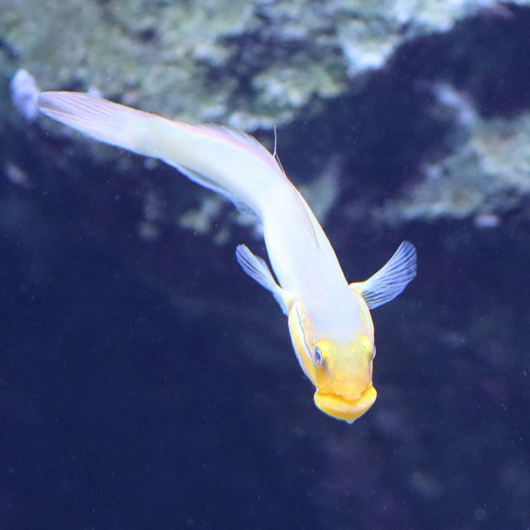 Blue-cheeked Goby
