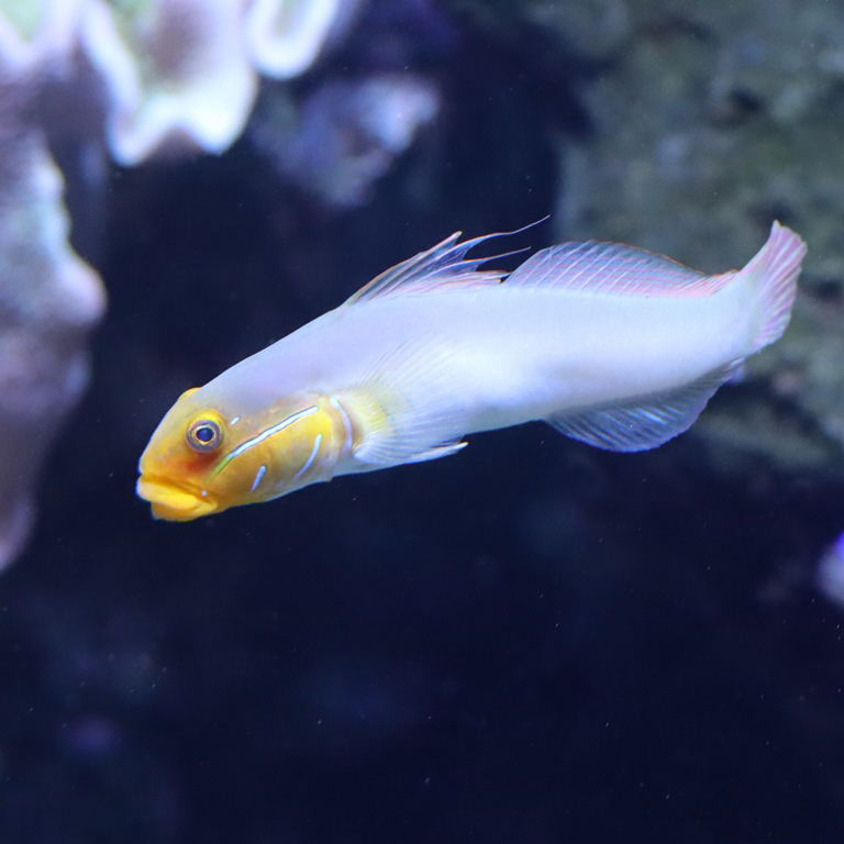 Blueband Goby