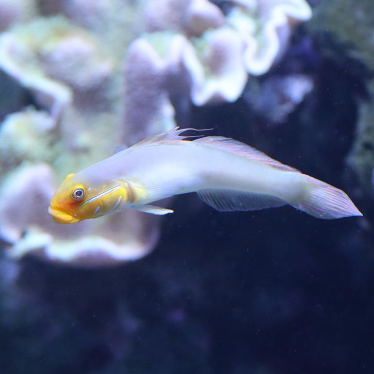Blue-cheeked Goby