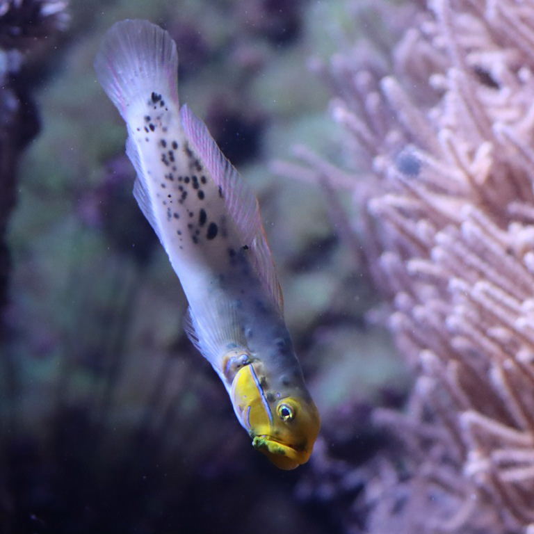 Blue-cheeked Goby