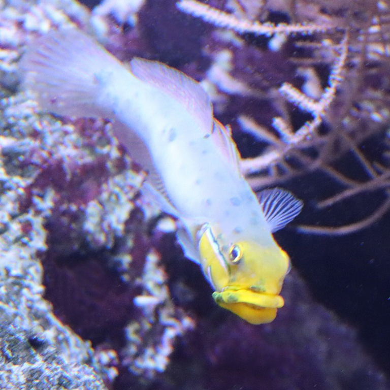 Blue-cheeked Goby