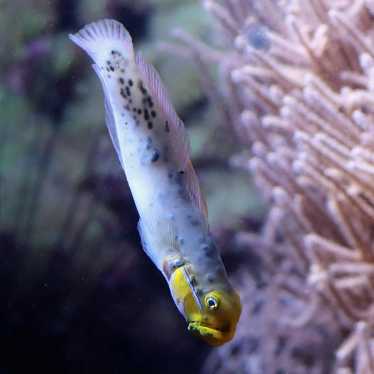 Blueband Goby