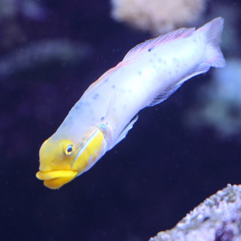 Blue-cheeked Goby