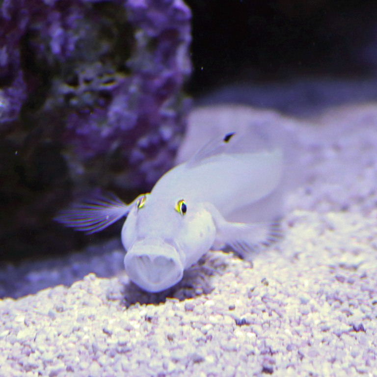 Chalk Goby