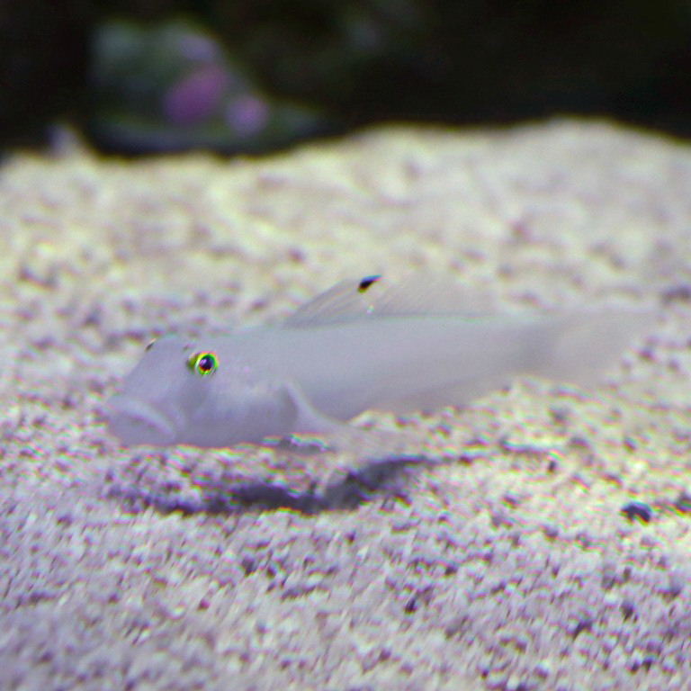 Chalk Goby