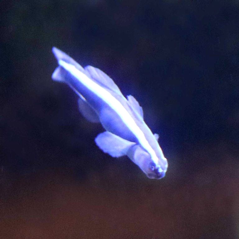 Blue Neon Goby