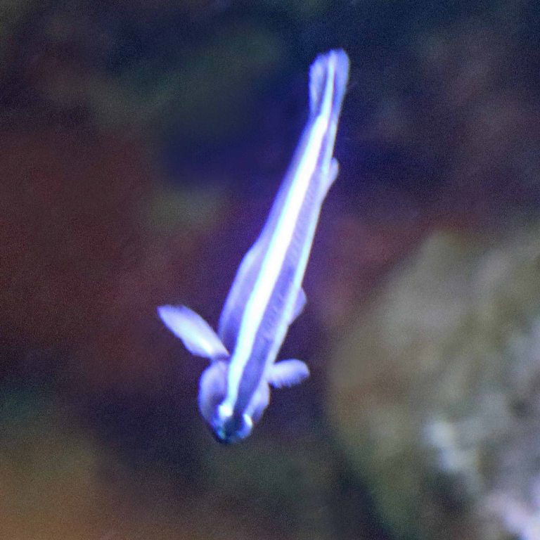 Blue Neon Goby