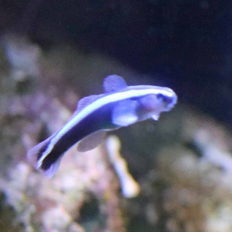 Blue Neon Goby