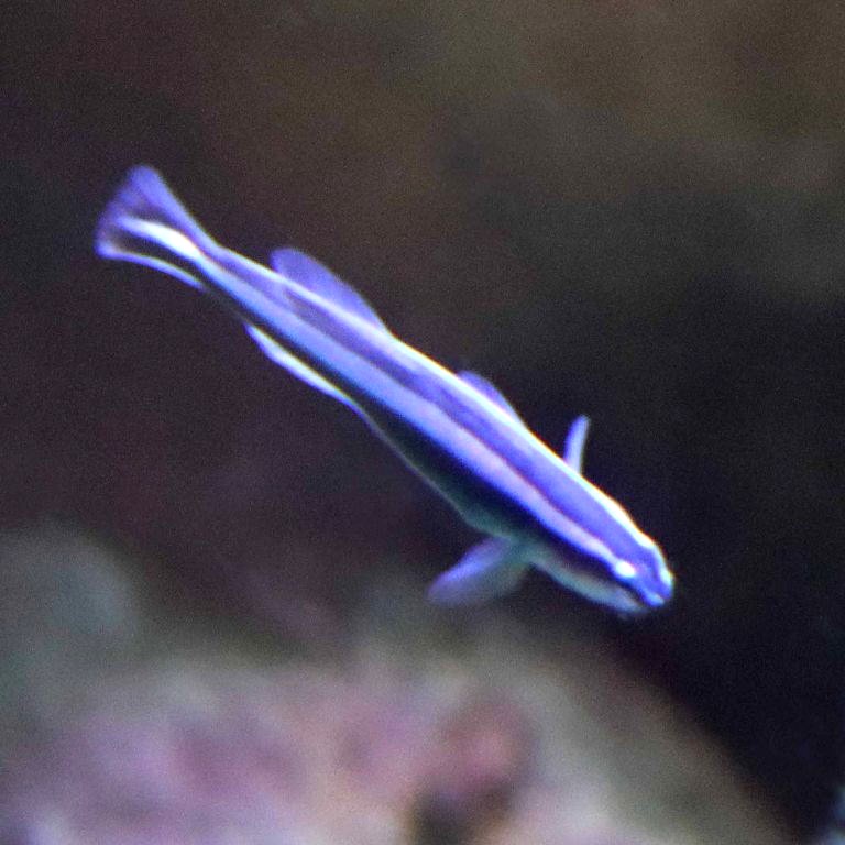 Blue Neon Goby
