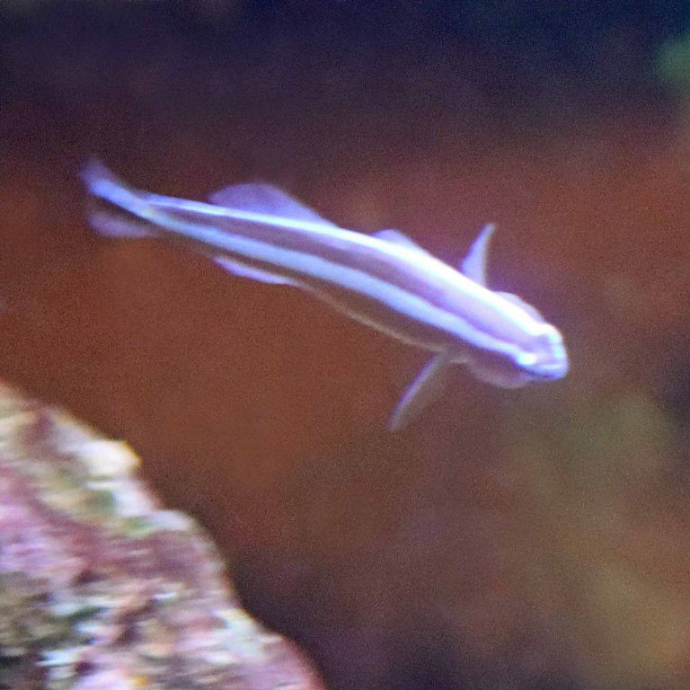 Blue Neon Goby