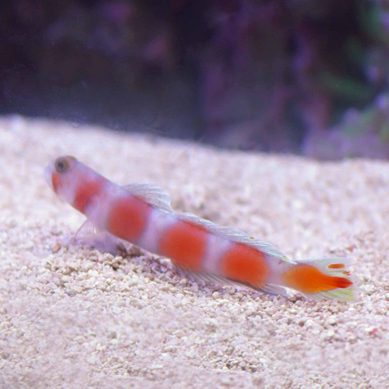 Pinkbar Prawn Goby