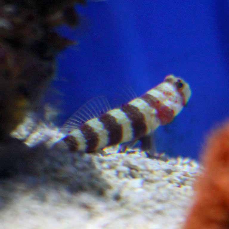 Wheelers Prawn Goby