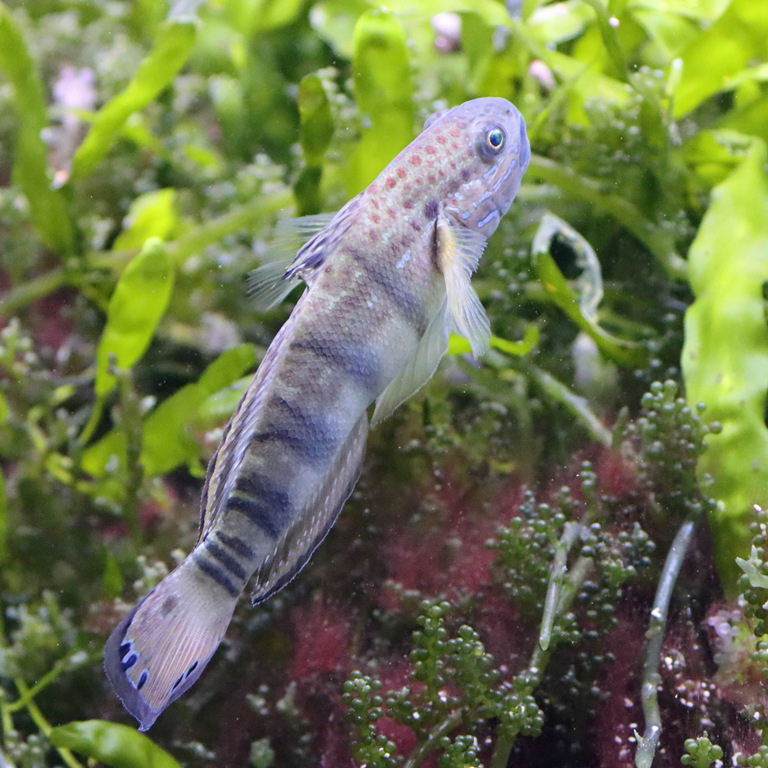 Sleeper Banded Goby