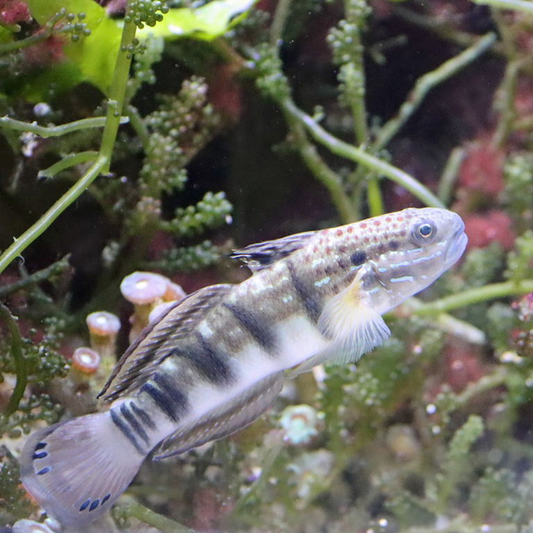 Sleeper Banded Goby
