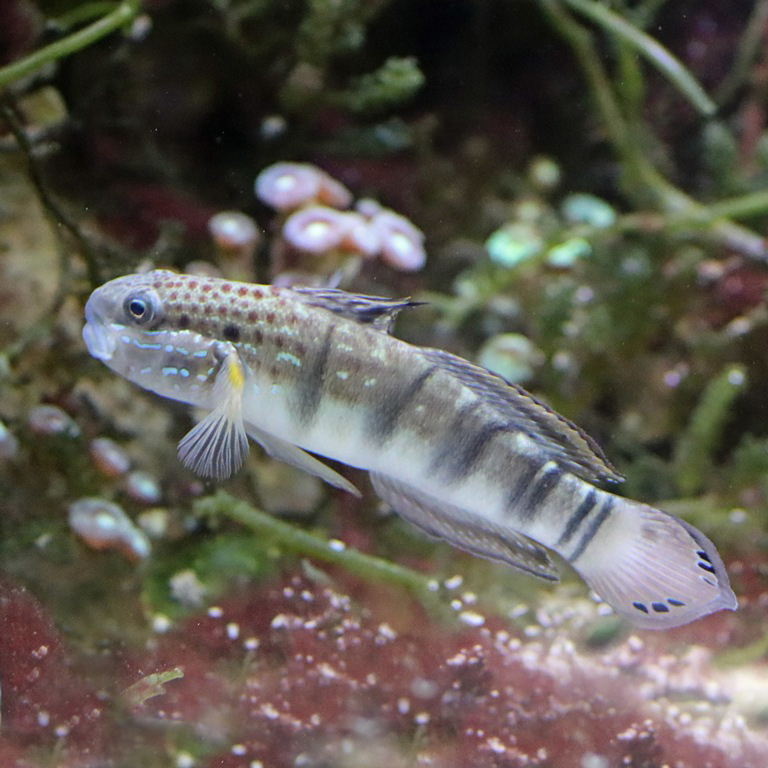 Sleeper Banded Goby