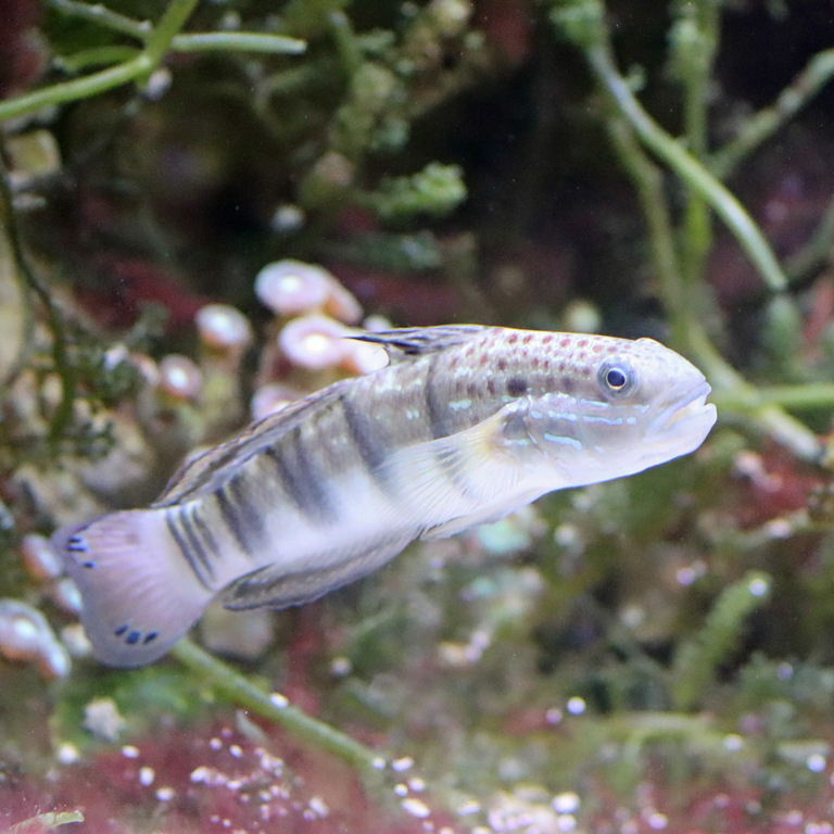 Sleeper Banded Goby