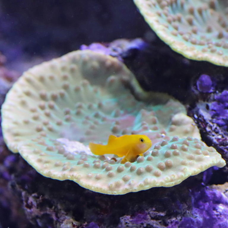 Yellow Coral Goby