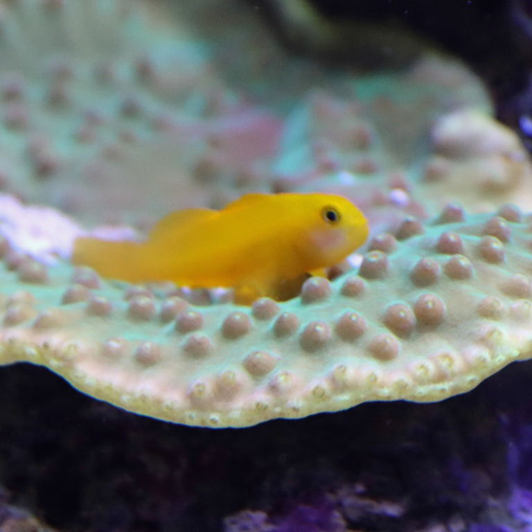 Yellow Coral Goby