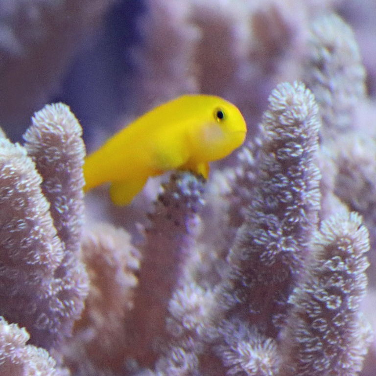 Okinawa Goby