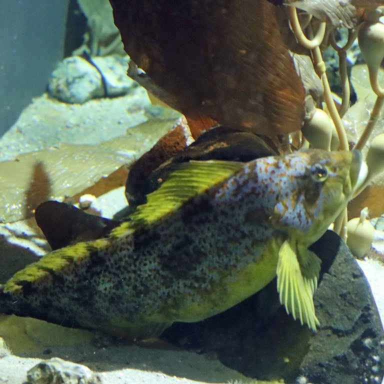 Kelp Greenling